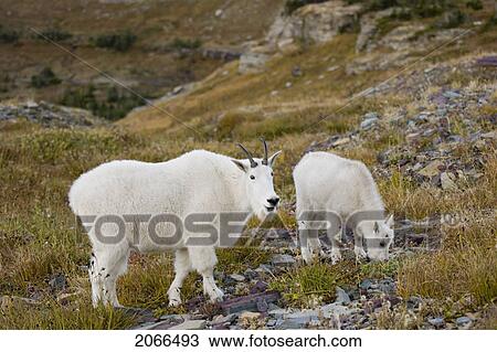 Mountain Goats Near Logan Pass, Glacier National Park Montana, Usa View Large Photo Image Stock Image - Mountain Goats Near Logan Pass, Glacier National Park Montana, Usa. Fotosearch