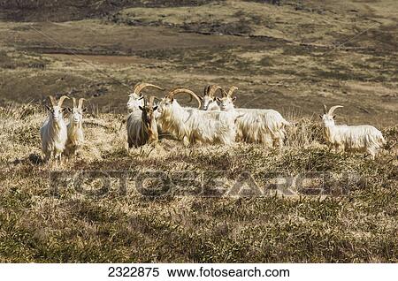 Mountain goats; Slievagh county kerry ireland View Large Photo Image Stock Photography - Mountain goats; Slievagh county kerry ireland. Fotosearch