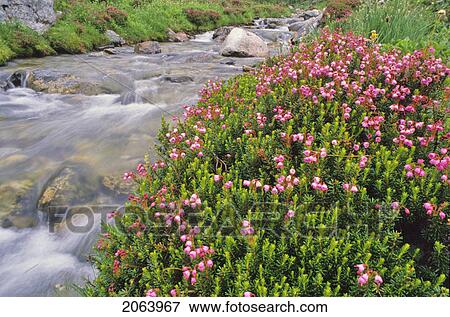 Stock Photo - Mountain Heather Blooms Beside A Mountain Stream, Whistler, Bc. Fotosearch