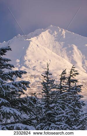 Mountain Hemlock trees are silhouetted against the setting sun shining on Lark Mountain, Chugach National Forest, Winter, Moose Pass, Southcentral Alaska, USA. View Large Photo Image Picture - Mountain Hemlock trees are silhouetted against the setting sun shining on Lark Mountain, Chugach National Forest, Winter, Moose Pass, Southcentral Alaska, USA.. Fotosearch