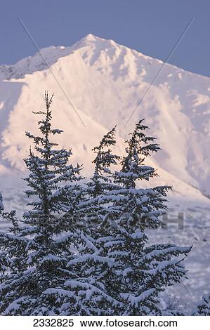 Stock Photography - Mountain Hemlock trees are silhouetted against the setting sun shining on Lark Mountain, Chugach National Forest, Winter, Moose Pass, Southcentral Alaska, USA.. Fotosearch