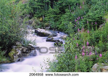 Mountain Stream With Fireweed And Trees, Whistler, B. C. View Large Photo Image Stock Photo - Mountain Stream With Fireweed And Trees, Whistler, B. C.. Fotosearch
