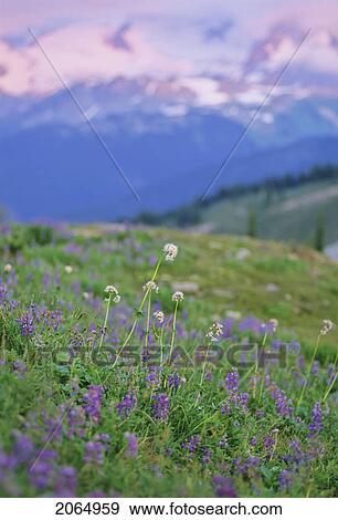 Mountain Wildflower Meadow With Lupin And Yarrow And Sunset, Whistler Mountain, Whistler, B. C. View Large Photo Image Stock Photo - Mountain Wildflower Meadow With Lupin And Yarrow And Sunset, Whistler Mountain, Whistler, B. C.. Fotosearch