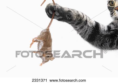 Stock Image - Mouse dangling from grey tabby cat's paw; Vancouver british columbia canada. Fotosearch