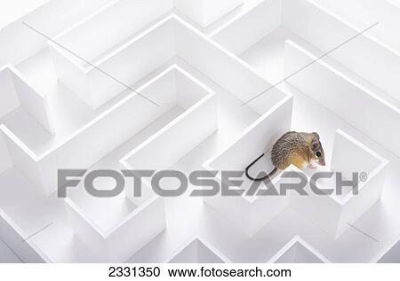 Mouse in a maze; British columbia canada View Large Photo Image Stock Image - Mouse in a maze; British columbia canada. Fotosearch