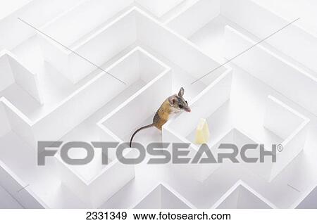 Mouse in maze peering over wall at piece of cheese; British columbia canada View Large Photo Image Stock Photo - Mouse in maze peering over wall at piece of cheese; British columbia canada. Fotosearch