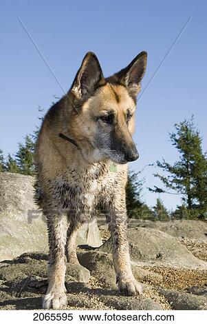 Stock Photography - Muddy Dog Hiking At Eagle Bluffs, West Vancouver, British Columbia, Canada. Fotosearch