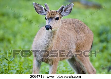 Mule Deer In A Meadow. Olympic National Park, Washington, Usa View Large Photo Image Stock Photo - Mule Deer In A Meadow. Olympic National Park, Washington, Usa. Fotosearch