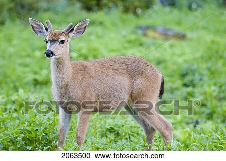 Stock Image - Mule Deer In A Meadow; Usa, Washington, Olympic National Park. Fotosearch