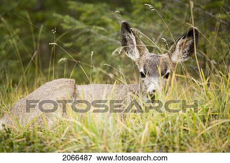 Mule Deer Near Maligne Lake, Jasper National Park, Alberta, Canada View Large Photo Image Stock Photo - Mule Deer Near Maligne Lake, Jasper National Park, Alberta, Canada. Fotosearch