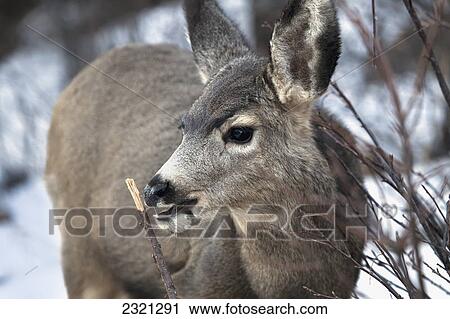 Mule Deer (Odocoileus Hemionus) In Snow; Denver Colorado United States Of America View Large Photo Image Stock Image - Mule Deer (Odocoileus Hemionus) In Snow; Denver Colorado United States Of America. Fotosearch