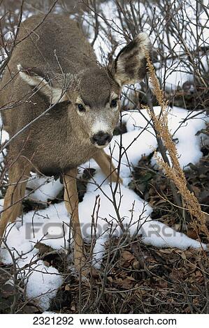 Stock Image - Mule Deer (Odocoileus Hemionus) In Snow; Denver Colorado United States Of America. Fotosearch