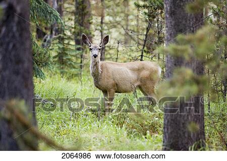 Mule Deer (Odocoileus Hemionus) Near Maligne Lake, Jasper National Park, Alberta, Canada View Large Photo Image Stock Photograph - Mule Deer (Odocoileus Hemionus) Near Maligne Lake, Jasper National Park, Alberta, Canada. Fotosearch