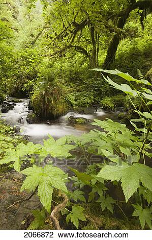 Munson Creek Falls South Of Tillamook, Oregon, Usa View Large Photo Image Stock Image - Munson Creek Falls South Of Tillamook, Oregon, Usa. Fotosearch