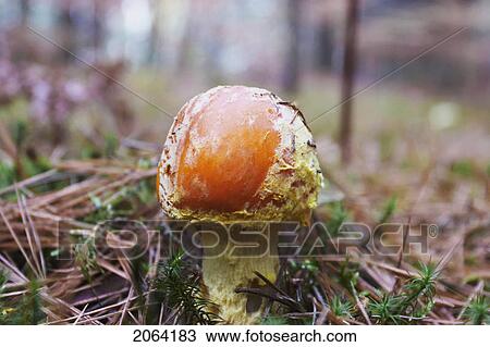 Mushroom, Baysville, Ontario. View Large Photo Image Stock Image - Mushroom, Baysville, Ontario.. Fotosearch