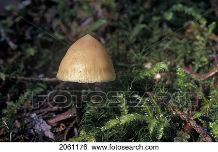 Mushroom View Large Photo Image Stock Photograph - Mushroom. Fotosearch