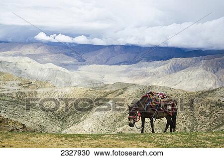 Stock Image - Nepalese horse rests on a mountain pass along the route from samar to gemi; Upper mustang nepal. Fotosearch