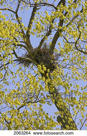 Picture - Nest In A Tree, Canada, Ontario. Fotosearch