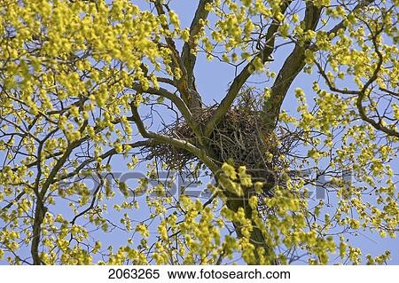 Nest In A Tree, Canada, Ontario View Large Photo Image Stock Photography - Nest In A Tree, Canada, Ontario. Fotosearch