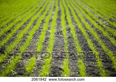 Stock Image - New Growth In Wheat Field, Lumsden, Saskatchewan, Canada. Fotosearch