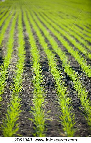 New Growth In Wheat Field, Lumsden, Saskatchewan, Canada View Large Photo Image Stock Image - New Growth In Wheat Field, Lumsden, Saskatchewan, Canada. Fotosearch
