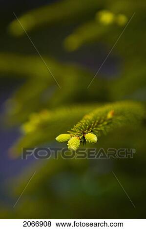 New Growth On Fir Tree, Chamonix, France View Large Photo Image Stock Photo - New Growth On Fir Tree, Chamonix, France. Fotosearch