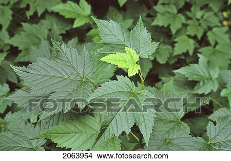 New Maple Leaf Grows On Tree, Whistler, Bc Canada View Large Photo Image Picture - New Maple Leaf Grows On Tree, Whistler, Bc Canada. Fotosearch