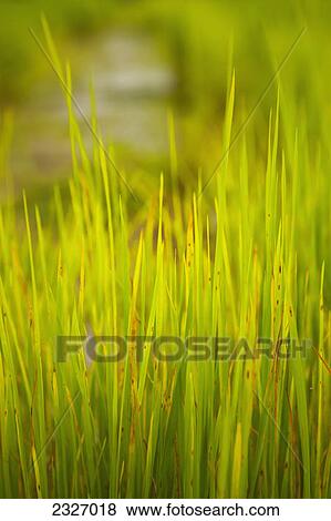 New rice paddy; Chiang mia thailand View Large Photo Image Stock Photo - New rice paddy; Chiang mia thailand. Fotosearch