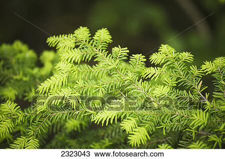 Stock Image - New segments growing on a balsam fir; British columbia canada. Fotosearch