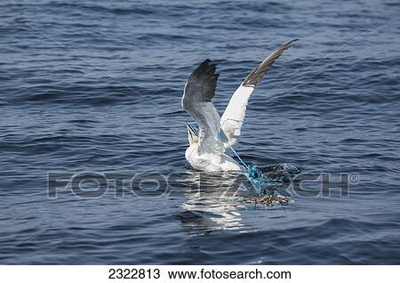 Northern gannet caught by a rope; Skellig islands county kerry ireland View Large Photo Image Stock Image - Northern gannet caught by a rope; Skellig islands county kerry ireland. Fotosearch