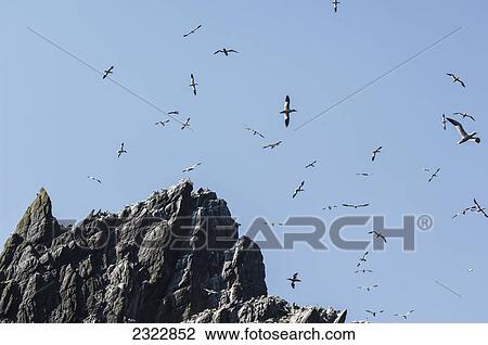 Northern gannets (morus bassanus) flying above little skellig the skellig islands; County kerry ireland View Large Photo Image Stock Image - Northern gannets (morus bassanus) flying above little skellig the skellig islands; County kerry ireland. Fotosearch