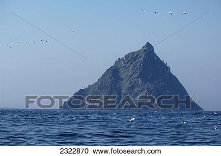Northern gannets (morus bassanus) flying in front of skellig michael the skellig islands; Iveragh peninsula county kerry ireland View Large Photo Image Stock Image - Northern gannets (morus bassanus) flying in front of skellig michael the skellig islands; Iveragh peninsula county kerry ireland. Fotosearch