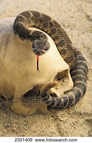 Northern rattlesnake (crotalus horridus) coiled around human skull; British columbia canada View Large Photo Image Stock Photo - Northern rattlesnake (crotalus horridus) coiled around human skull; British columbia canada. Fotosearch