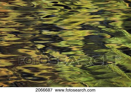 Oak And Maple Trees Reflections In Water. Autumn. View Large Photo Image Stock Photo - Oak And Maple Trees Reflections In Water. Autumn.. Fotosearch