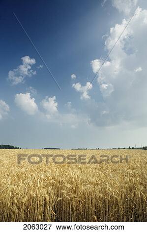Stock Photo - Oat Crop - Haldimand County - Niagara Peninsula, Ontario, Canada. Fotosearch