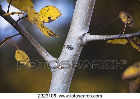 Stock Photography - Offset branches on a poplar tree; Alberta canada. Fotosearch