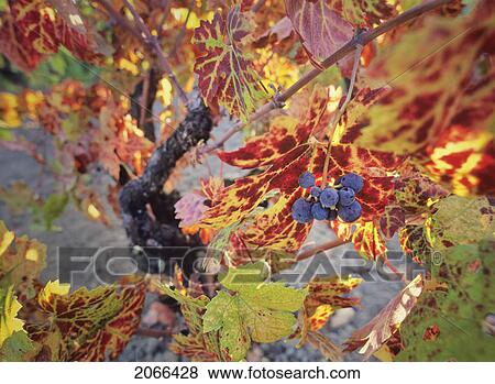 Stock Photo - Old Butrytis-Infected Grapevine With Red Grapes, Napa Valley, California. Fotosearch