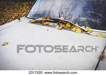 Old Classic Car With Orange And Yellow Leaves Stuck Under The Wipers; Maricourt Quebec Canada View Large Photo Image Stock Image - Old Classic Car With Orange And Yellow Leaves Stuck Under The Wipers; Maricourt Quebec Canada. Fotosearch