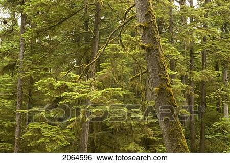 Stock Photograph - Old Growth Rainforest In Pacific Rim National Park, Vancouver Island, British Columbia, Canada. Fotosearch