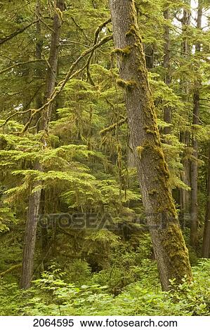 Stock Photography - Old Growth Rainforest In Pacific Rim National Park, Vancouver Island, British Columbia, Canada. Fotosearch