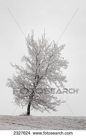 Picture - One frosted tree on a snow covered hillside on an overcast day; Calgary alberta canada. Fotosearch
