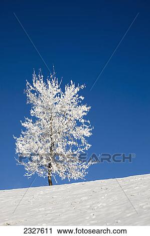 One frosted tree on a snow covered hillside against a deep blue sky; Calgary alberta canada View Large Photo Image Stock Image - One frosted tree on a snow covered hillside against a deep blue sky; Calgary alberta canada. Fotosearch