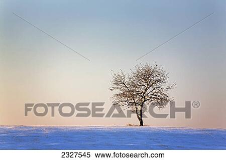 One isolated tree in a snow covered field lit with the warm light at sunrise with blue sky; Cochrane alberta canada View Large Photo Image Stock Photography - One isolated tree in a snow covered field lit with the warm light at sunrise with blue sky; Cochrane alberta canada. Fotosearch