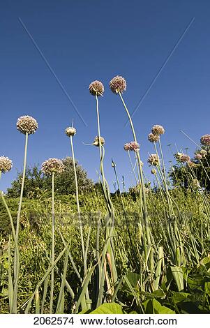 Picture - Onions With Seed Heads, Okanagan Centre, Bc Canada. Fotosearch