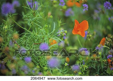Orange California Poppy In Meadow, With Blurry Purple Flowers, Whistler, B. C. View Large Photo Image Stock Photo - Orange California Poppy In Meadow, With Blurry Purple Flowers, Whistler, B. C.. Fotosearch