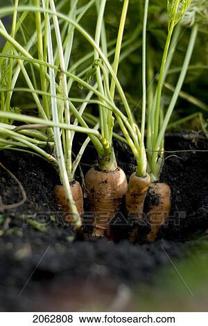 Stock Photo - Organic Carrots In Ground, Organic Garden, Manitoba, Canada. Fotosearch
