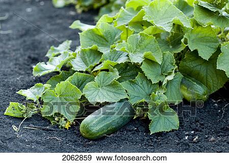 Stock Photo - Organic Cucumbers On The Vine, Organic Garden, Manitoba, Canada. Fotosearch