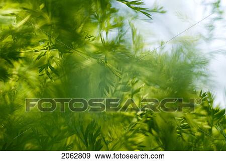 Organic Parsley, Manitoba, Canada View Large Photo Image Stock Photo - Organic Parsley, Manitoba, Canada. Fotosearch