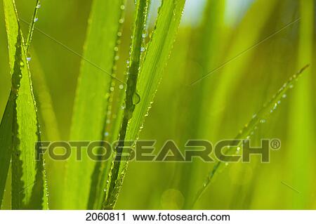 Stock Image - Organic Recycling, Kitchen Compost Pail. Fotosearch