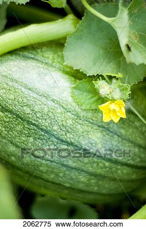 Stock Photography - Organic Spaghetti Squash On The Vine, Manitoba, Canada. Fotosearch